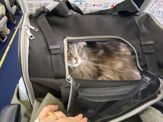 Перевозка домашних животных через границу: как перевезти собаку ...